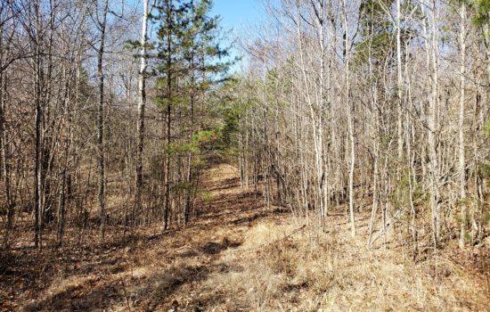 6 Acres of Pines in Halifax County, Virginia